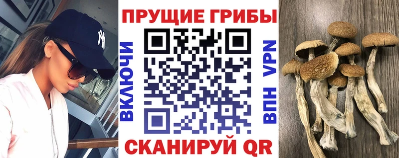 купить наркотик  Карабулак  Галлюциногенные грибы прущие грибы 